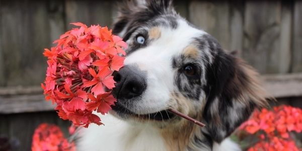 My dog store ate a flower